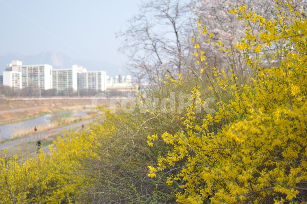 봄,풍경,꽃,봄풍경,나무,꽃나무,봄,계절,spring,season,식물,자연,plants,nature,꽃,flower