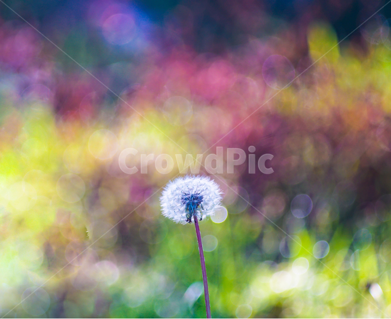 아침,이슬,봄빛,민들레,홀씨,식물,자연,plants,nature