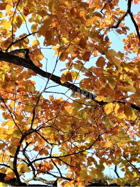 갈참나무,갈참나무단풍,가을풍경,단풍,참나무,자연,가을,계절,fall,autumn,season,plant,식물,leaf,잎,tree,나무