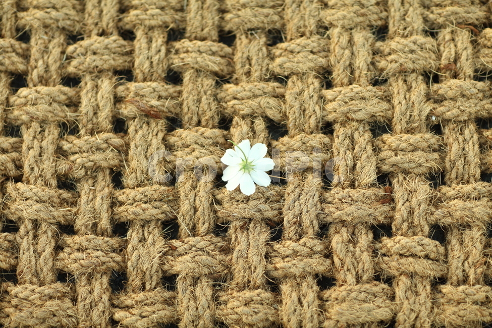 코스모스,패턴,꽃잎,꽃,가을,꽃,flower