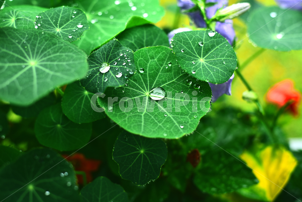 비오는날,우중,빗망울,물방울,원형,잎새,식물,한련화,시즌,계절,green,flowers,그린,초록색,그리너리,꽃,우요일,빗물,맺히다,h2o,수분,습기,촉촉한,젖다,잎맥,일년초,화초