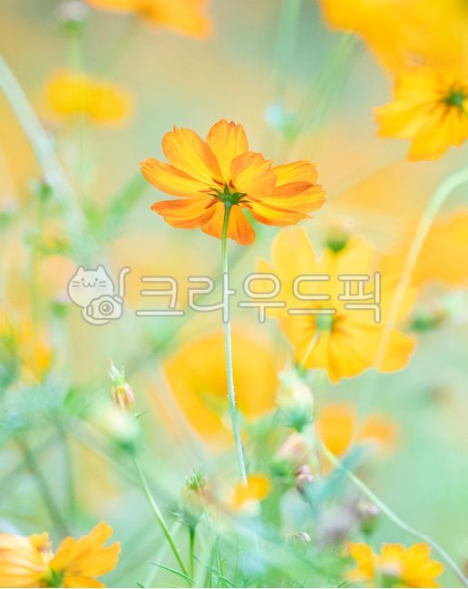 가을감성,감성사진,색감,예로우,인스타감성사진,핸드폰배경화면,배경화면,잠금화면,감성색감,파스텔색감,자연,nature,식물,들꽃,flower,꽃잎,daisy,데이지,petal,주황꽃