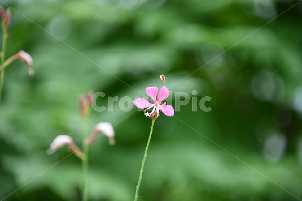 꽃,자연,식물,야생화,nature,flower,감성,feeling,배경,백그라운드