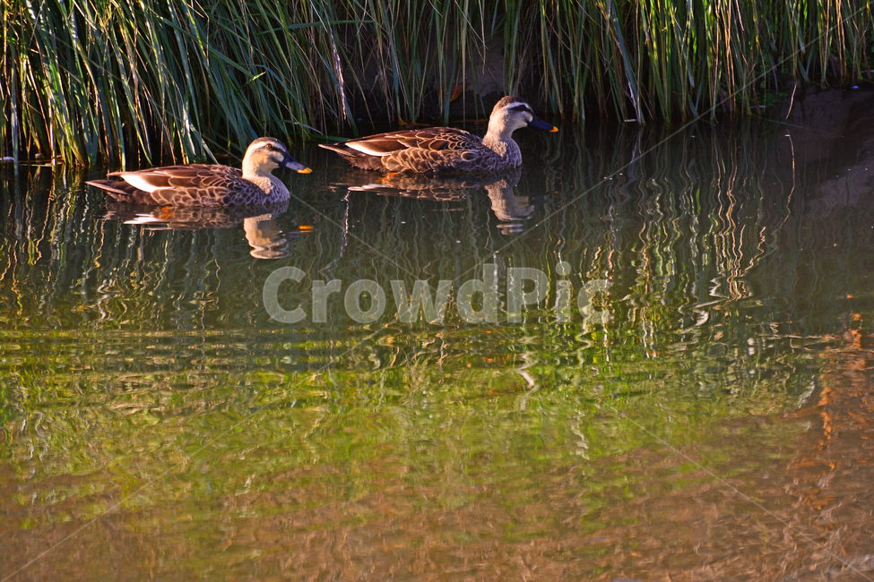 새,animal,동물,waterfowl,물새,bird,기러기,철새,조류,물가,파문,물결,웨이브,wave,수초,동물,animal,조류,새,birds