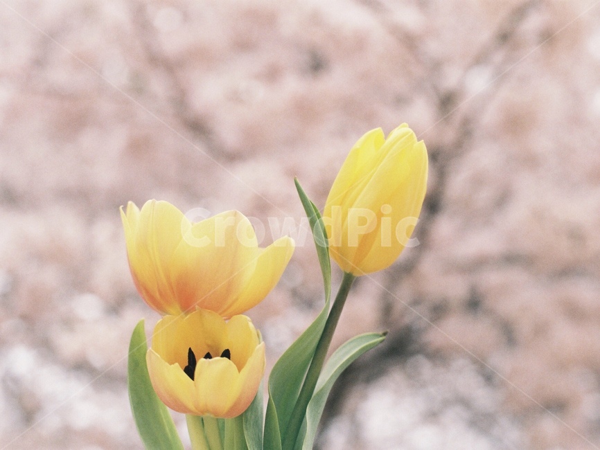 튤립,벚꽃,벚나무,봄,cherryblossom,blossom,flower,꽃,봄꽃,spring,봄,계절,spring,season,식물,자연,plants,nature,꽃,flower,plant,tulip