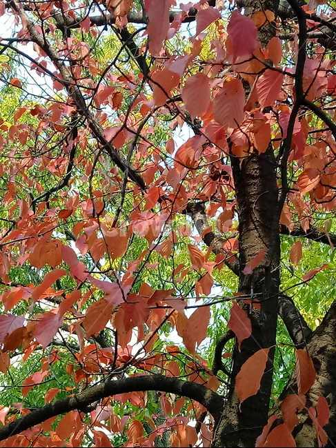 가을,단풍,낙엽,maple,plant,식물,단풍나무,단풍잎,leaf,잎,tree,나무,계절,fallautumnseason,가을단풍,자연,풍경,경치,가을,계절,fall,autumn,season,식물,자연,plants,nature,나무,trees,wood