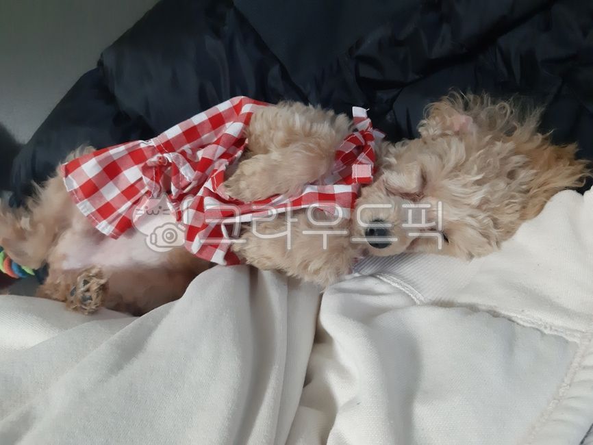 강아지,푸들,반려견,애완견,애완동물,귀여움,poodle,사랑스러움,pat,pet,애기,dog,개,animal,동물,포유류,mammal,낮잠,하품,졸림,식곤증,피곤,새끼,아기,아기강아지,새끼강아지