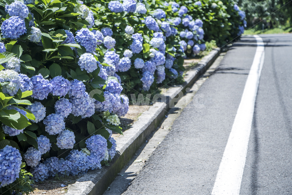 수국,꽃,자연,식물,잎,배경,백그라운드,여름,풍경,경치,식물,자연,plants,nature,꽃,flower