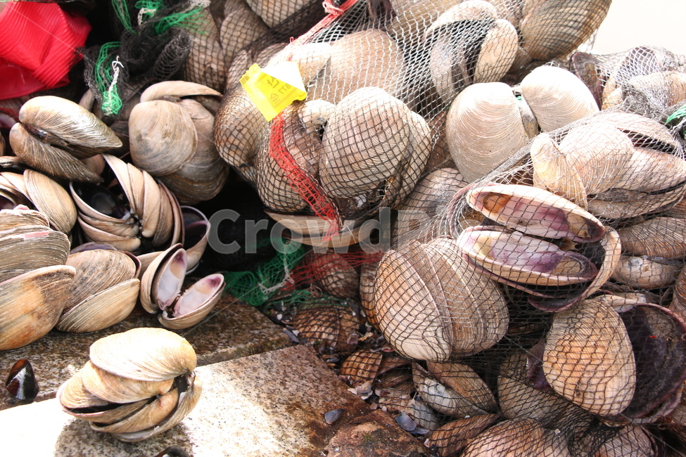 해산물,전통시장,자갈치,바다,animal,무척추동물,clam,sealife,해양생물,seashell,조개,요리,food,음식