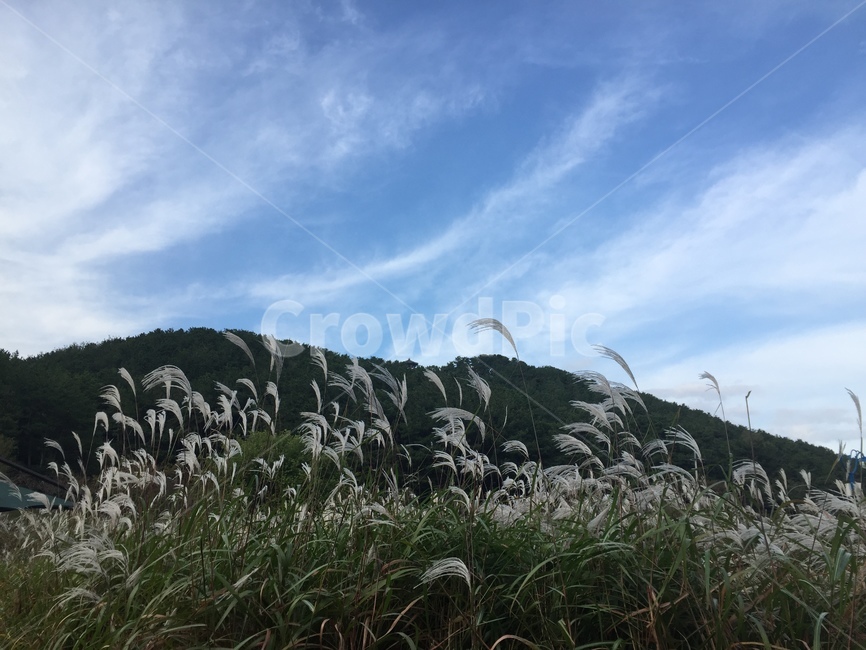 자연,하늘,억새,nature,silvergrass,가을,계절,fall,autumn,season,plant,식물,grass,잔디,lawn,reed,갈대