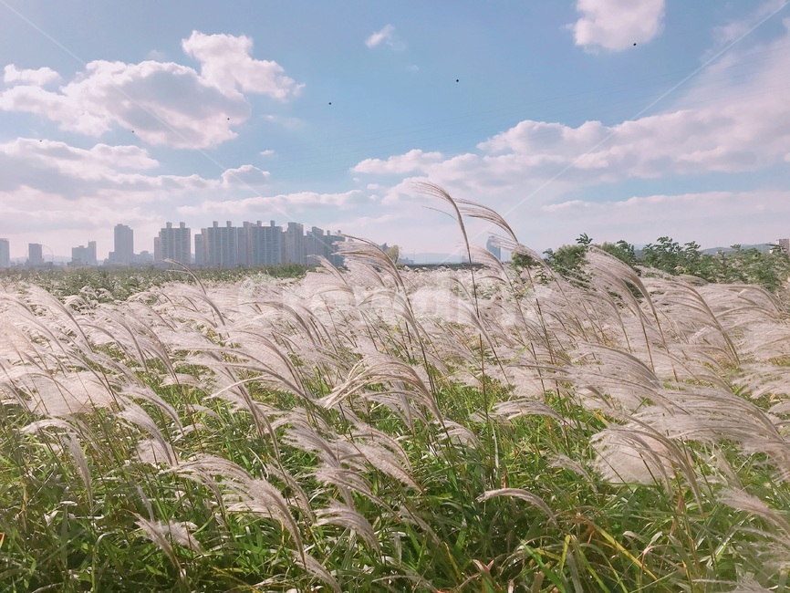 갈대,잔디,식물,plant,grass,lawn,reed,하늘,억새,가을,계절,fall,autumn,season
