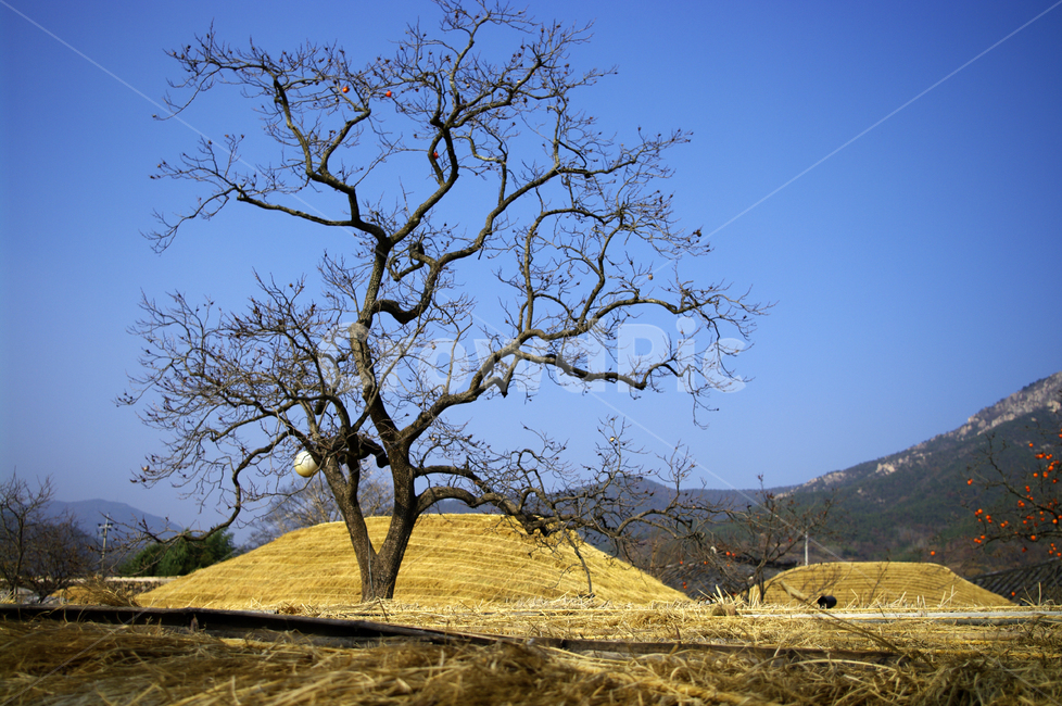 초가지붕,전통가옥,한국,초가집,나무,하늘,풍경,자연,풍경,nature,landscape,한국자연풍경,한국자연경관,korea nature landscape,grassland,목초지,outdoors,옥외,field,들,plant,식물,tree