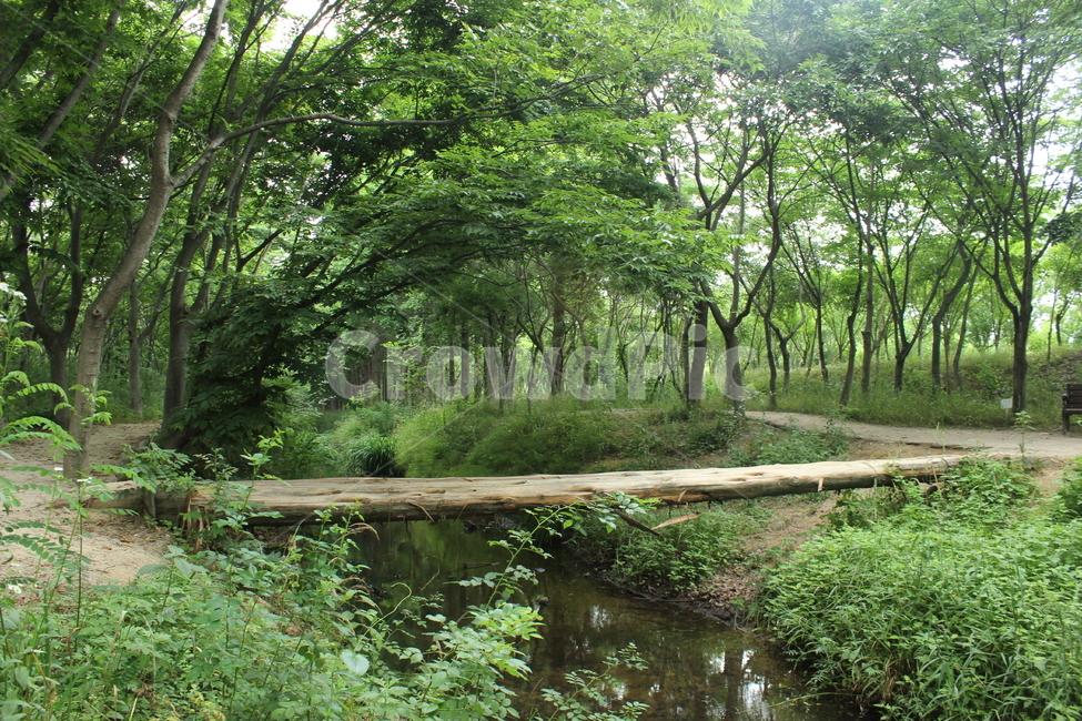 nature,자연,초목,plant,식물,삼림지,tree,나무,woodland,forest,숲,외나무다리