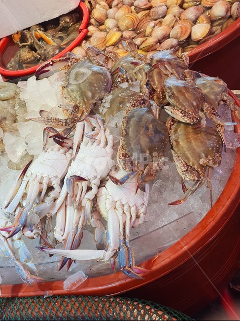 해산물,수산시장,어시장,수산물,소라,새조개,멍게,멍개,낙지,조개,시장,뻘낙지,꽃게,가리비,food,식재료,요리,seafood,수산물,해산물,fishery products,seafood