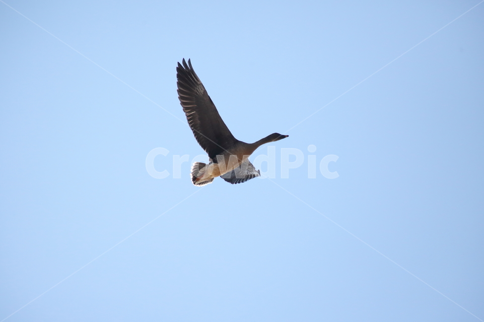 bird,새,동물,기러기,anseriformes,동물,animal,조류,새,birds