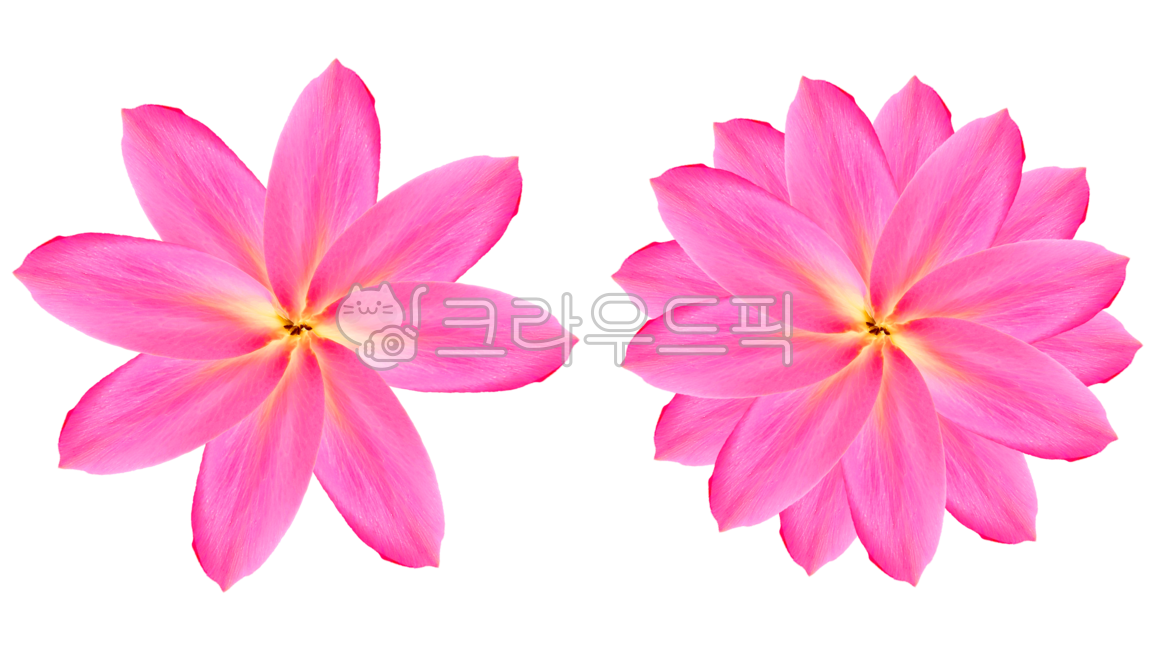 꽃,꽃잎,꽃png,png,꽃일러스트,꽃소스,꽃잎소스,봄,식물,식물png,꽃잎png,flower,plant,분홍꽃,누끼,꽃누끼,꽃잎누끼