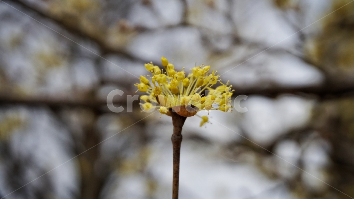 꽃,봄,산수유,노란색,노란꽃,식물,나무,자연,생물,3월,flower,yellow,plant,tree,산수유나무,spring,계절,봄,계절,spring,season,식물,자연,plants,nature,꽃,flower
