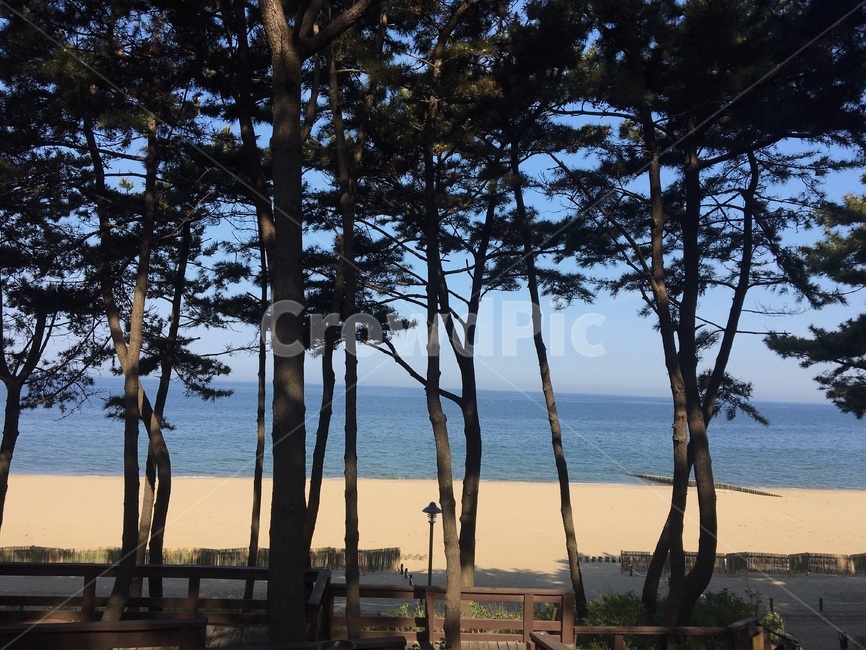 자연,나무,소나무,바다,해변,안면도,낮,여유