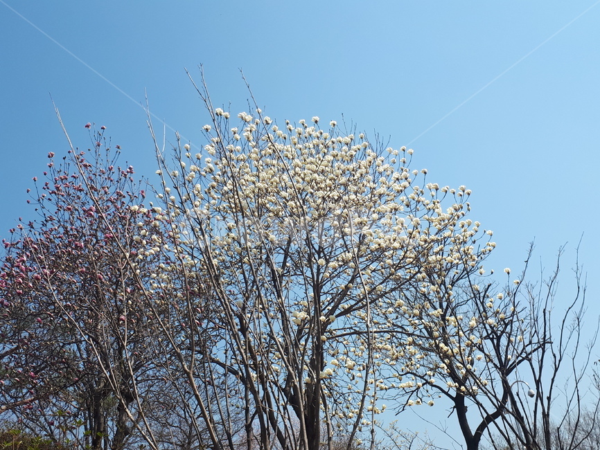푸른하늘,꽃,나무,식물,plant