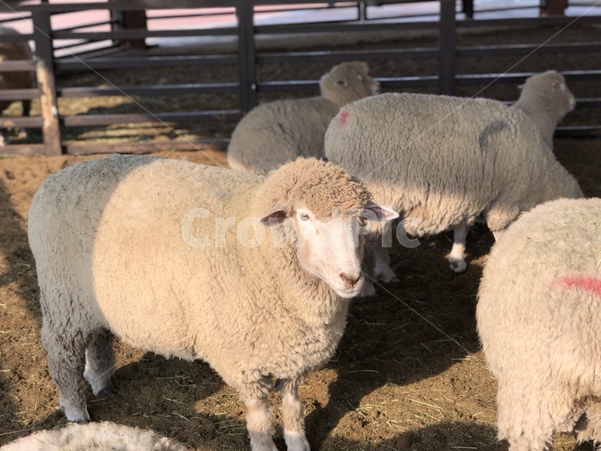 동물,동물원,공원,양,여행,동물,animal,포유류,mammal,산업,industry,industrial,목축업,목장,livestock farming,ranching,pasture