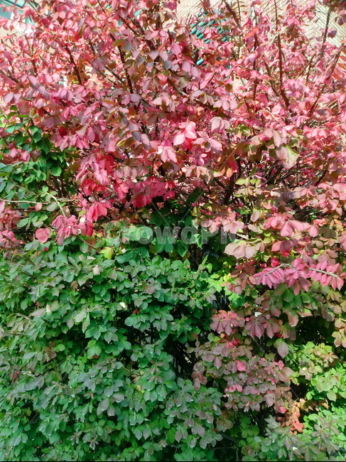 가을,단풍,낙엽,maple,plant,식물,단풍나무,단풍잎,leaf,잎,tree,나무,계절,fallautumnseason,가을단풍,자연,풍경,경치,가을,계절,fall,autumn,season,식물,자연,plants,nature,나무,trees,wood