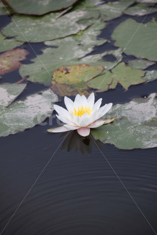 연못,연꽃,우물,활짝,폈네,식물,자연,plants,nature