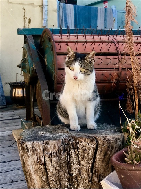 고양이,동물,길고양이,냐옹이,앉아있는