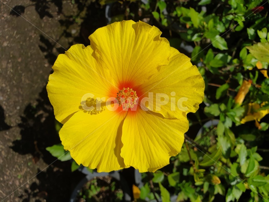하와이무궁화,식물,꽃,색감,flower,plant,여름꽃,노란꽃,blossom