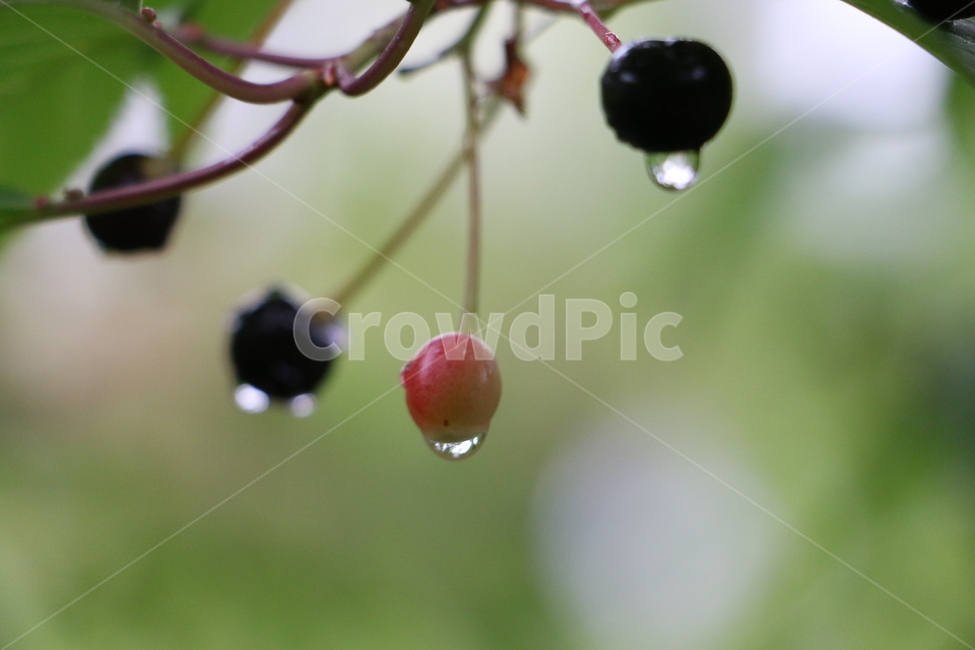 버찌,열매,cherry,이슬,fruit,식물,자연,plants,nature,과일,열매,fruit