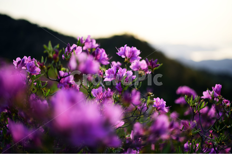일림산,철쭉,봄꽃,플라워,산행,일출,보라색,보성,철쭉제,아름다운,보라빛,사진,봄,계절,spring,season,식물,자연,plants,nature,꽃,flower,geranium,제라늄,blossom,plant