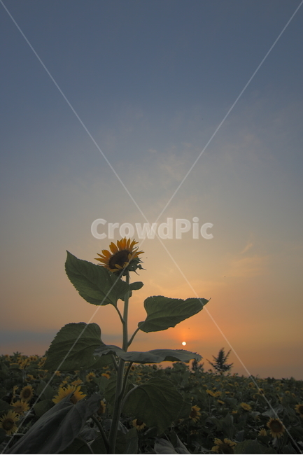 해바라기,식물,석양,일몰,sunflower,botanical,sunset,여름,계절,summer,season,가을,fall,autumn,식물,자연,plants,nature,꽃,flower,plant