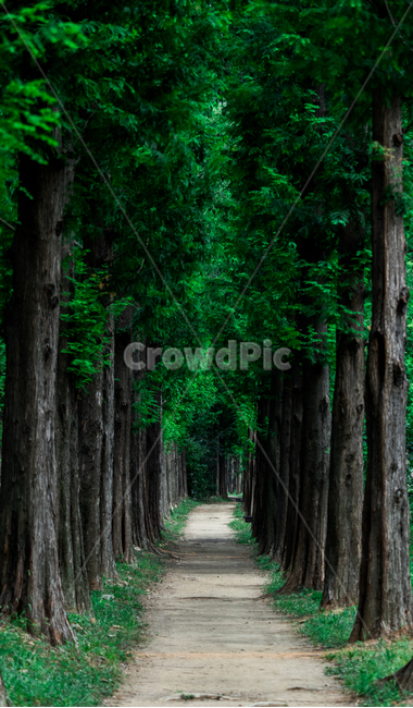 길,숲,나무,메타세콰이어,녹색,여름,계절,road,wood,forest,metasequoia,green,summer,seasonal,산책로,trail,자연,풍경,nature,landscape,식물,plants,나무,trees,wood,tree,plant,tree trunk,나무 줄기