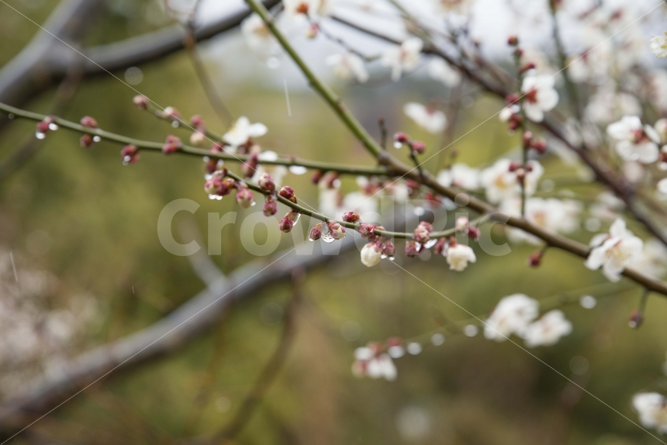 봄,봄꽃,매화,매동마을,지리산,꽃,풍경,비,봄비,물방울,식물,자연,plants,nature,비,비오는날,rain,rainy,봄,계절,spring,season,꽃,flower,plant,blossom