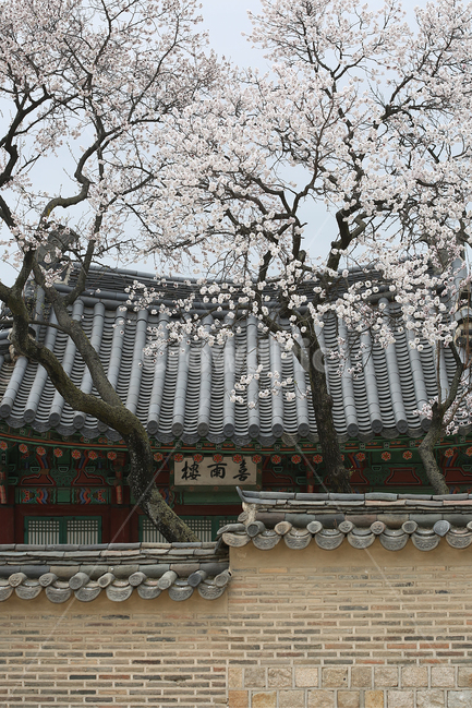 궁,봄,꽃,palace,flower,spring,지붕,roof,창덕궁,봄,계절,spring,season,한국전통,한국문화,korean traditional,korean culture,식물,자연,plants,nature,나무,trees,wood,건축물,건물외관,exterior,building,structure,architecture,construction