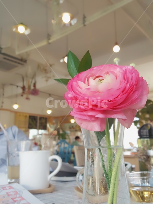 꽃,flower,라넌큘러스,ranunculus,매혹,매력,핑크