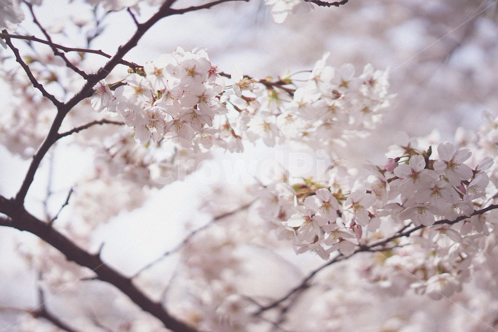 벚꽃,사쿠라,봄꽃,봄,spring,cherryblossom,봄,계절,spring,season,식물,자연,plants,nature,꽃,flower,plant,blossom,cherry blossom