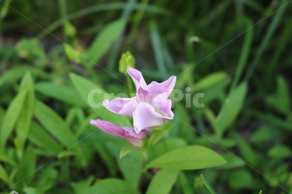 꽃,식물,초록,분홍,자연,flower,plants,green,pink,nature,hana,shokubutsu,mudori,pinku,식물,자연,plants,nature,꽃,flower