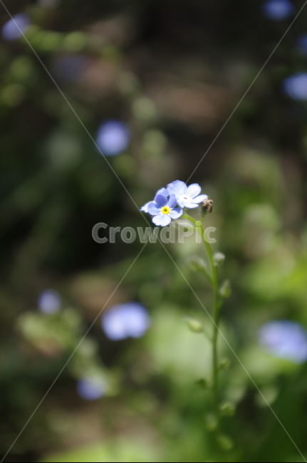 꽃,flower,식물,plant,계절,봄,spring,식물,자연,plants,nature,꽃,flower