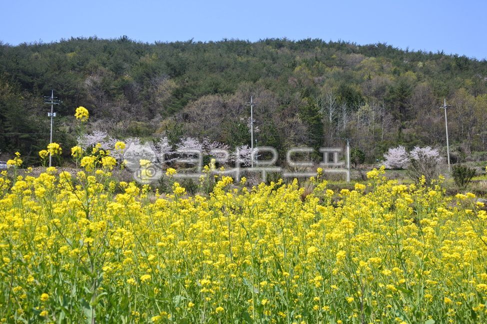 유채꽃,봄꽃,봄,남해,두모마을,namhae,rapeblossoms,꽃,flower,field,들,nature,자연,rural,시골의,outdoors,옥외
