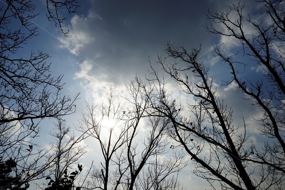 나무,겨울,계절,하늘,실루엣,자연,구름,활엽수,우울,추위,하늘배경,가지,식물,마른잎,숲,분위기,감성,겨울나무,쓸쓸함,외로움,고요,나뭇가지,풍경,나무,trees,wood