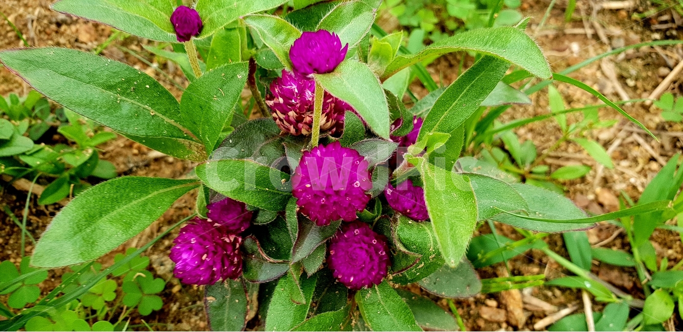꽃,식물,식물원,보라꽃,야생화,식물,자연,plants,nature,꽃,flower