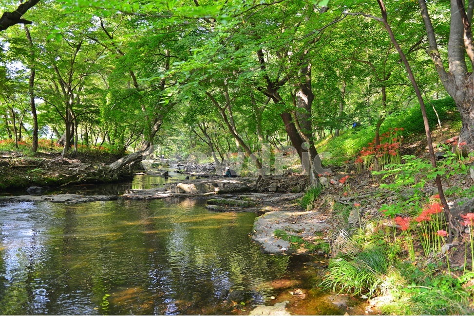 outdoors,옥외,leaf,잎,tree,나무,treetrunk,나무줄기,plant,식물,flower,blossom,꽃,고창,선운사,상사화,꽃무릇,만개,아침,도솔천,반영,자연,풍경,nature,landscape