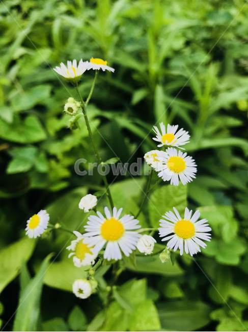plant,식물,blossom,꽃,개망초,계란꽃,접사,flower,식물,자연,plants,nature,꽃,flower