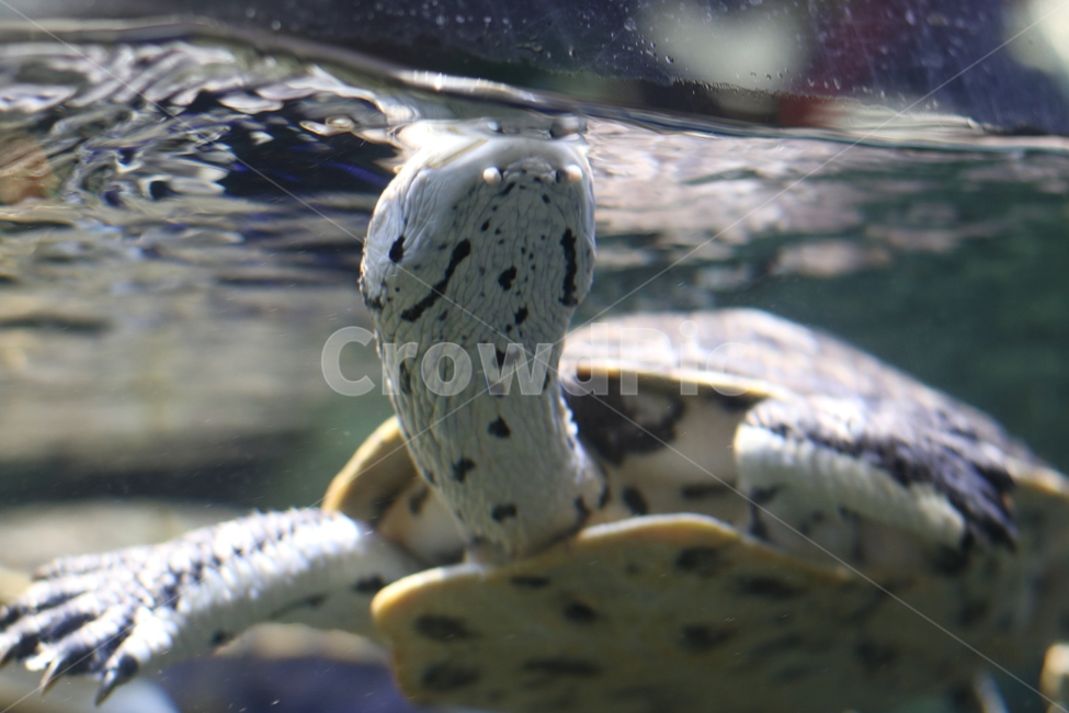 turtle,ocean,turtle neck,aquarium