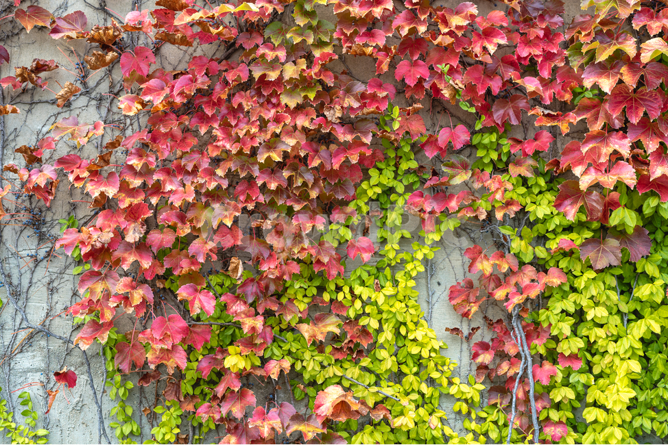 담쟁이,담벼락,잎,벽,풍경,식물,가을,계절,fall,autumn,season,plant,leaf