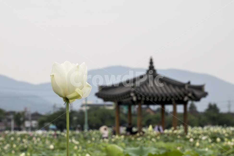 연꽃,연,연잎,수련,꽃,사진,단독사진,디자인,소스,포토,사진자료,배경,배경사진,백그라운드,한국,동양,아시아,전통,풍경,자연,환경,실외,낮,아침,식물,봉오리,꽃봉오리,잎,꽃잎,6월,7월,여름꽃,꽃밭,아웃포커스,접사,근접,여름,녹색,야외,연꽃밭,핑크,분홍,빨강,빨간색,하얀색,레드,화이트,푸른하늘,파란하늘,한국전통,한국문화,korean traditional,korean culture,식물,자연,plants,nature,꽃,flower