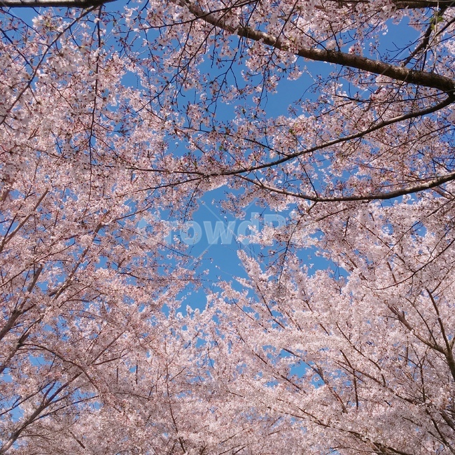 봄,벚꽃,꽃,봄하늘,식물,cherryblossom,blossom,flower,식물,자연,plants,nature,꽃,flower