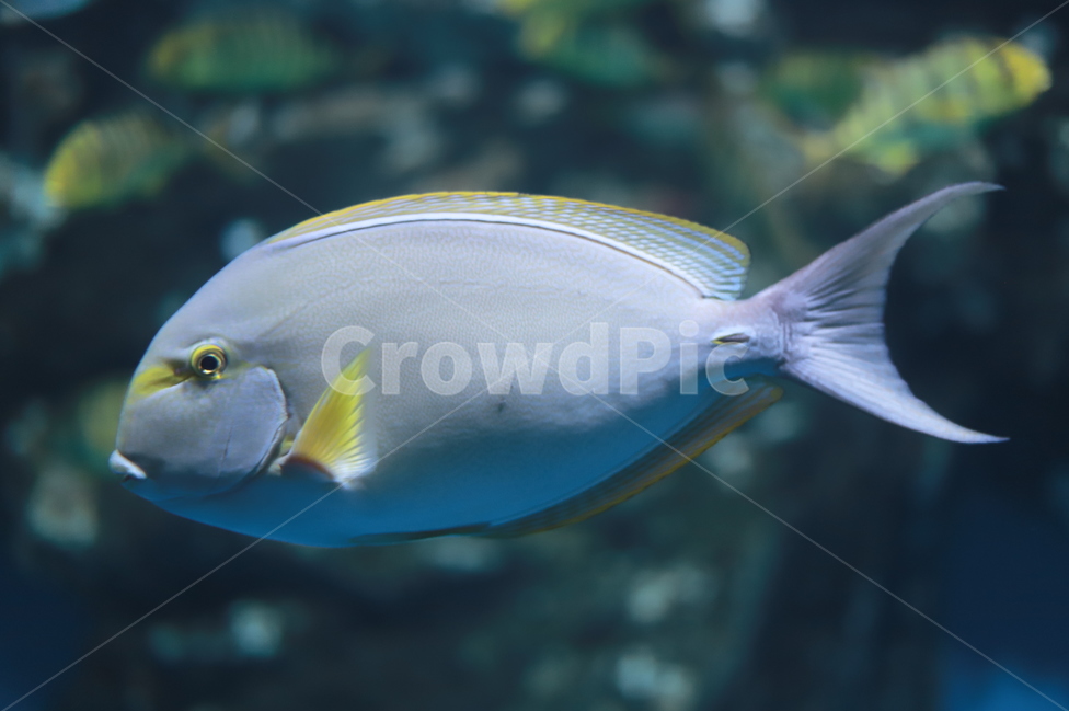 수족관,바다생물,바다,관상용,어조,어항,물고기,바다고기,바다물고기,피쉬,fish,어류,물고기,fish