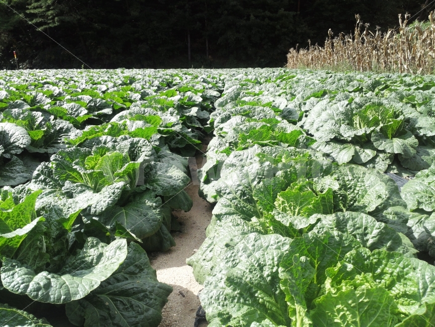 배추밭,봉평,배추,농촌,녹색,식물,자연,plants,nature,음식,식재료,요리,food,cook,meal,dishes,food reserves,채소,야채,vegetables