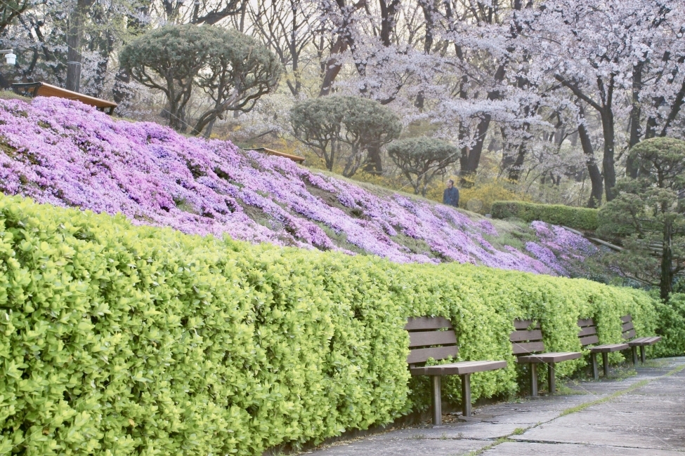 풍경,landscape,꽃,flower,자연,nature,의자,봄,spring,연세대학교,자연,풍경,nature,landscape,봄,계절,spring,season,plant,식물,bench,벤치,furniture,가구